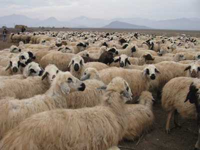 مرند، زیستگاه اصلی گوسفند نژاد ماکویی در استان آذربایجان شرقی می باشد