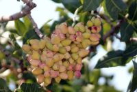 آغاز برداشت پسته از ۶۵۰ هکتار از باغات شهرستان مرند
