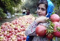 بهترین انارهای کشور ارمغان باغات جلفا/ برداشت۴۸۰۰ تن انار ارگانیک
