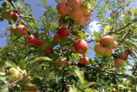 آغاز برداشت سیب زنوز در شهرزنوز مرند