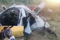 برخورد مرگبار ساندرو با الاغ