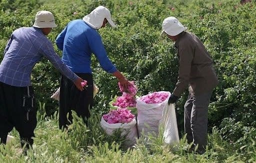 صدور نخستین پروانه‌ فعالیت گردشگری کشاورزی در آذربایجان شرقی