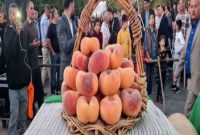 برگزاری چهارمین جشنواره هلو شهر شندآباد