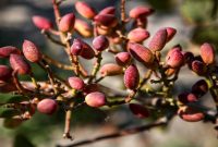 صادرات بیش از یک‌میلیارد و ۳۰۰ میلیون دلاری پسته کشور