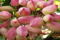 یامچی قطب تولید پسته در آذربایجان شرقی