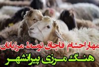 ناکامی قاچاقچیان احشام در ارتفاعات مرزی شهرستان پیرانشهر