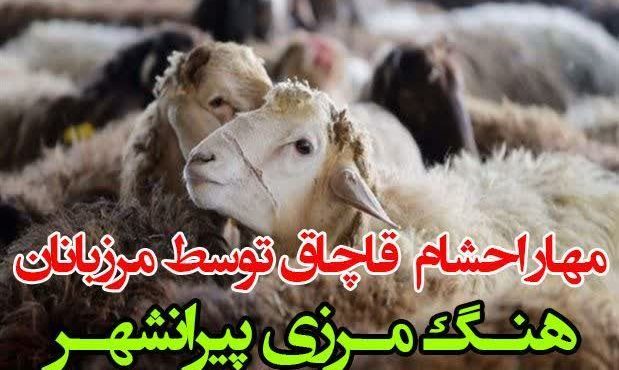 ناکامی قاچاقچیان احشام در ارتفاعات مرزی شهرستان پیرانشهر